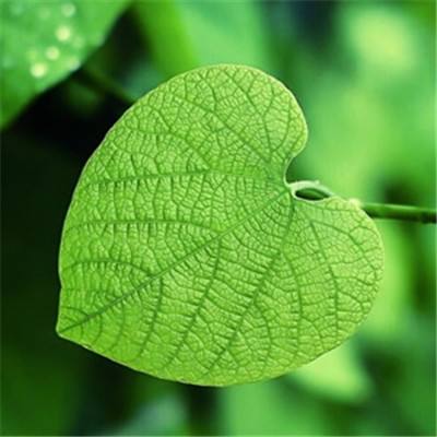 ku体育app官网版下载